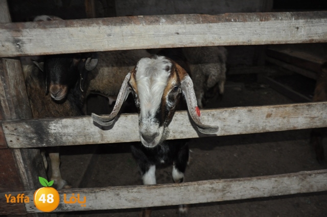 kharoof83111 (3).JPG